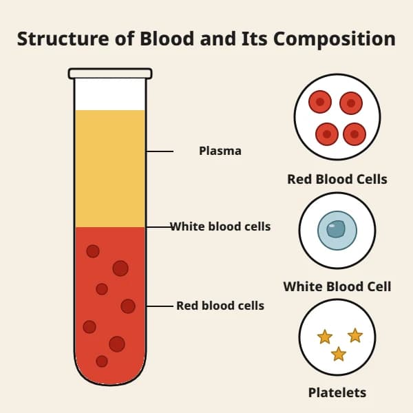 Blood Structure and Composition: Plasma, Red Blood Cells, White Blood Cells and Platelets