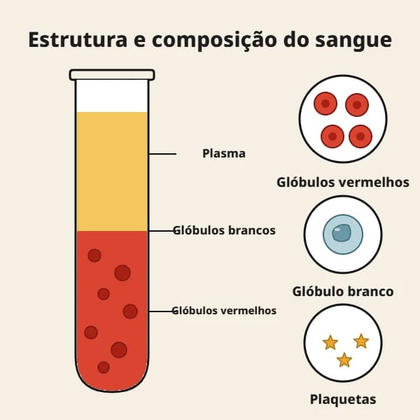 Estrutura e composição do sangue: plasma, glóbulos vermelhos, glóbulos brancos e plaquetas