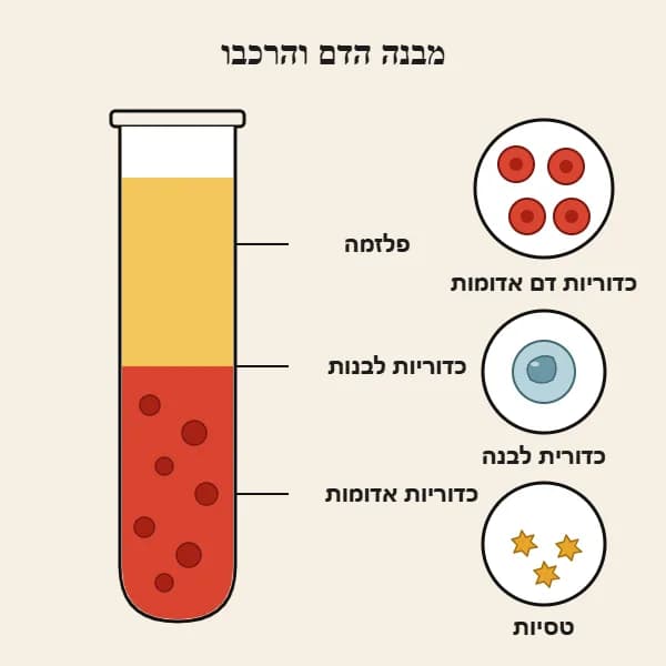 מבנה הדם והרכבו: פלזמה, כדוריות דם אדומות, כדוריות דם לבנות וטסיות