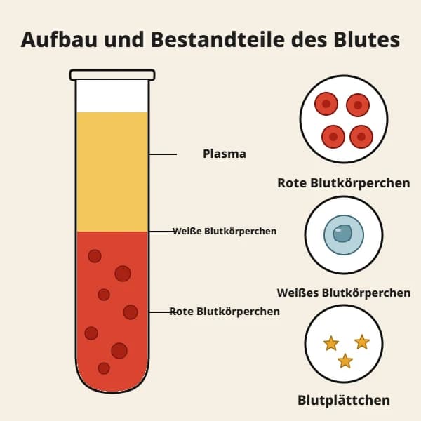 Aufbau und Zusammensetzung des Blutes: Plasma, rote Blutkörperchen, weiße Blutkörperchen und Blutplättchen