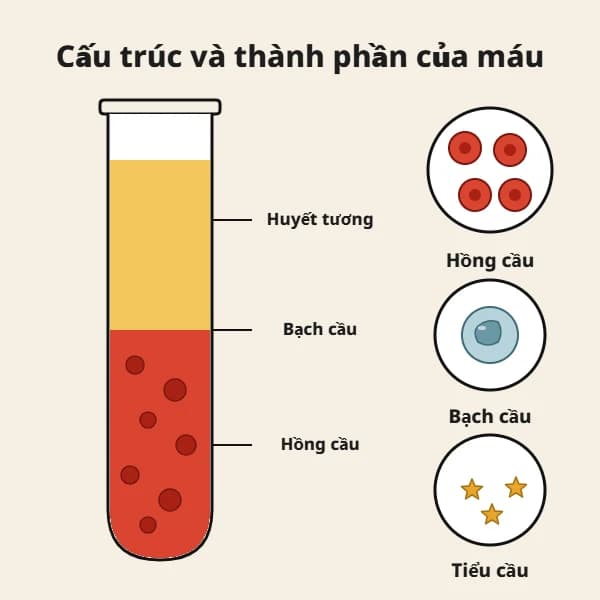 Cấu trúc và thành phần của máu: huyết tương, hồng cầu, bạch cầu và tiểu cầu