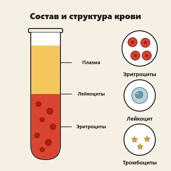 Строение и состав крови: плазма, эритроциты, лейкоциты и тромбоциты