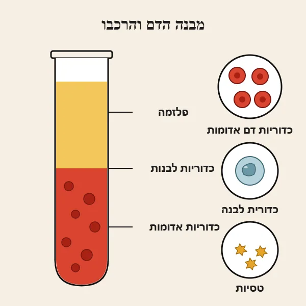 מבנה הדם והרכבו: פלזמה, כדוריות דם אדומות, כדוריות דם לבנות וטסיות