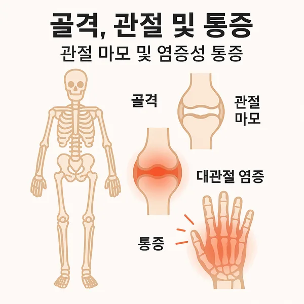 골격, 관절 및 통증: 관절 마모 및 대관절 염증성 통증