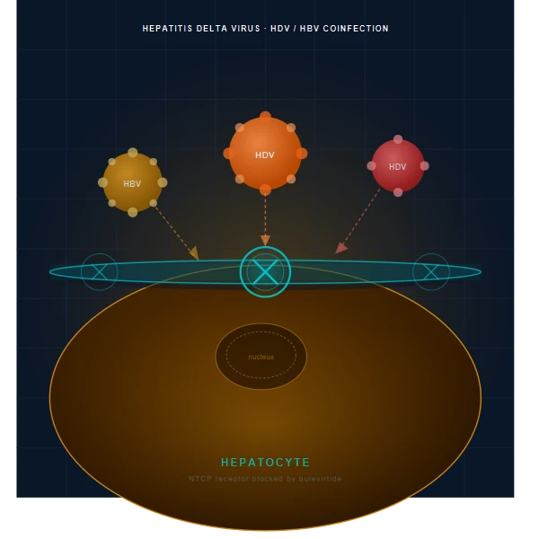 Ilustracion medica de particulas del virus de la hepatitis delta atacando celulas hepaticas, representando el primer tratamiento aprobado por la FDA para la infeccion cronica por HDV.