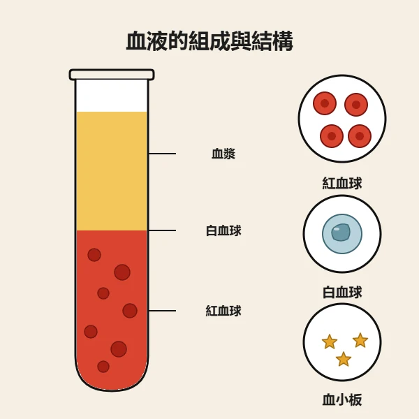 展示血管內血漿、紅血球、白血球和血小板的人體血液醫學插圖